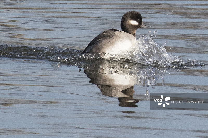 小绒球鸭雌鸭水花降落图片素材