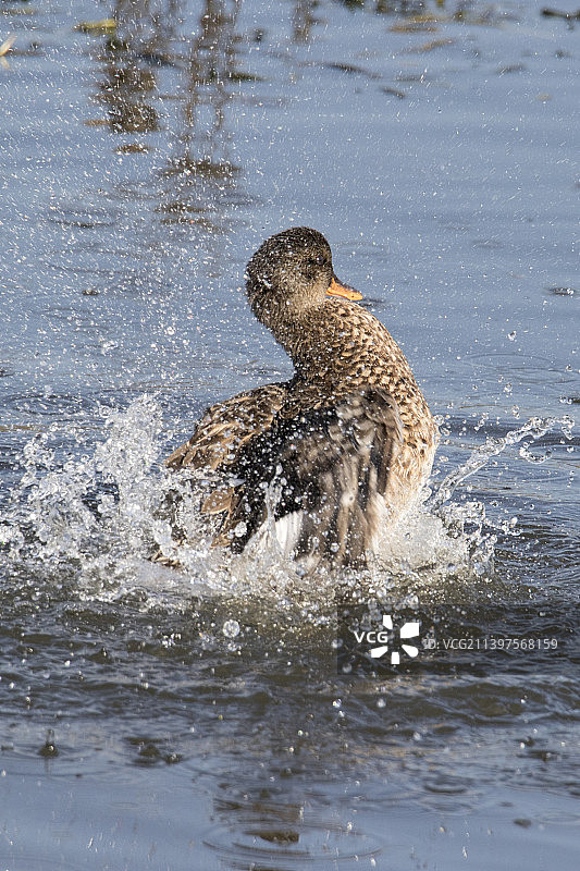赤膀鸭在洗澡时溅起水花图片素材