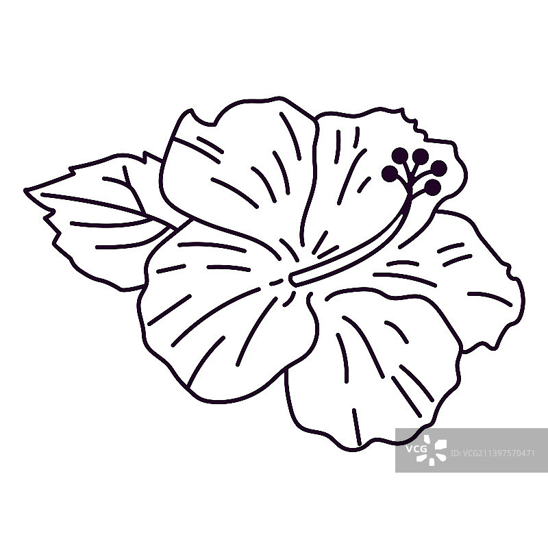 高品质芙蓉花设计笔触图片素材