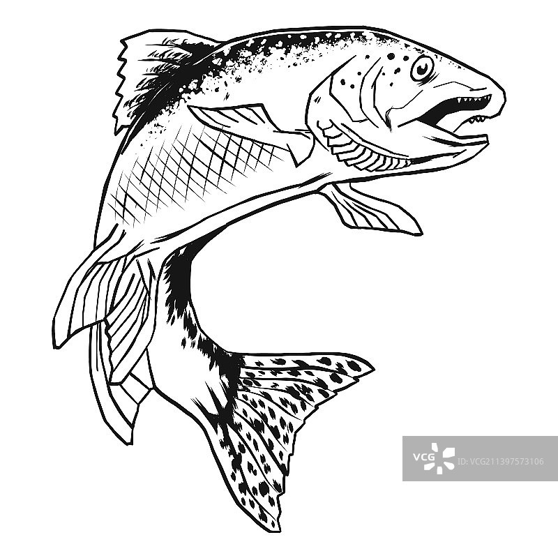 手绘高质量鳟鱼图片素材