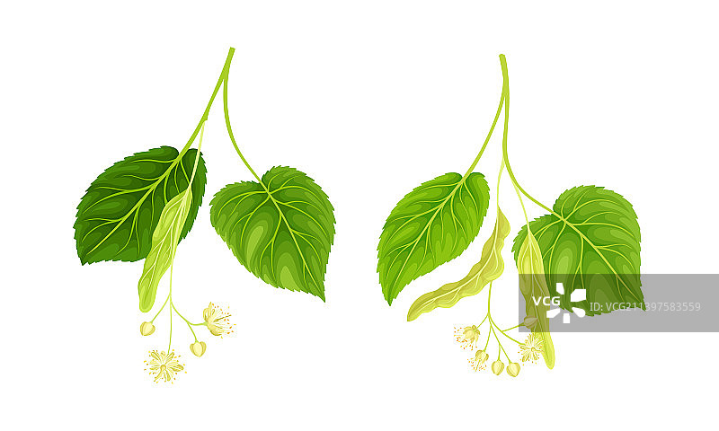 带蜂蜜花蕾的椴树枝图片素材