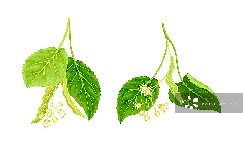 带有花蕾和叶子的椴树枝图片素材