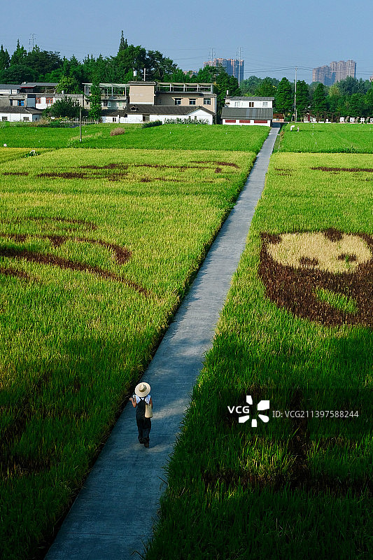 万盛·和林稻海图片素材