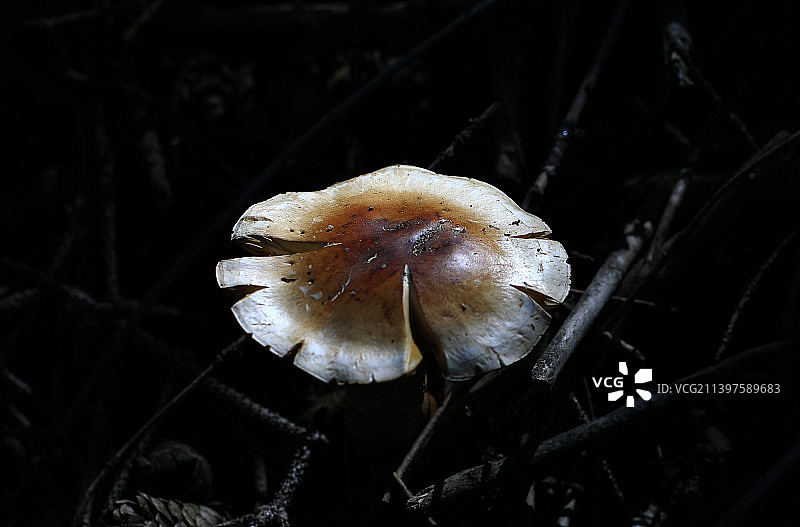 红顶环柄菇图片素材