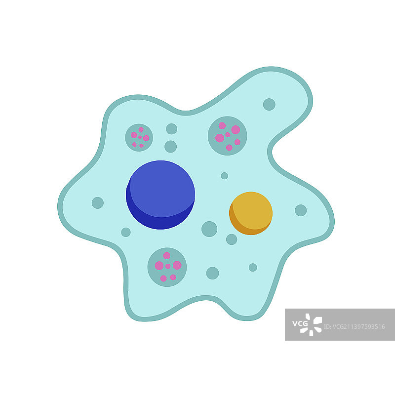 单细胞动物变形虫细胞图片素材
