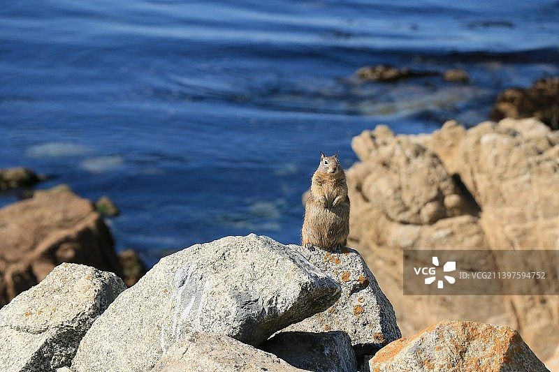 海边悬崖上的松鼠图片素材