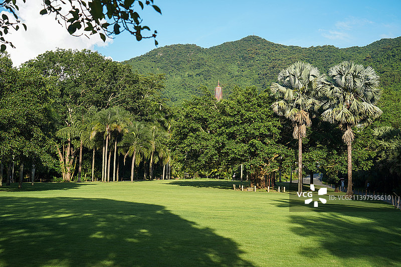 深圳仙湖植物园图片素材