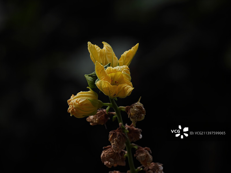 丝瓜花图片素材