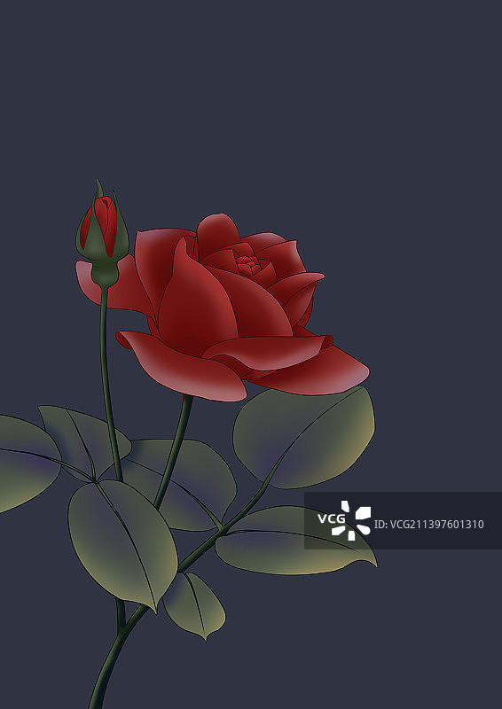 古风红色月季插画玫瑰花花图片素材