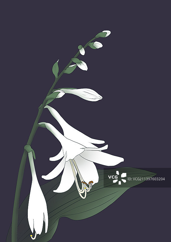 秋季开花玉簪古风插画图片素材