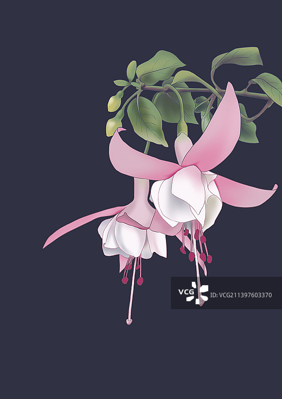 冬季开花倒挂金钟唯美古风插画图片素材