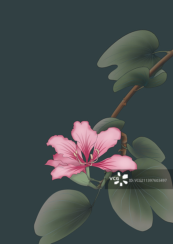 冬季植物紫荆花古风插画图片素材