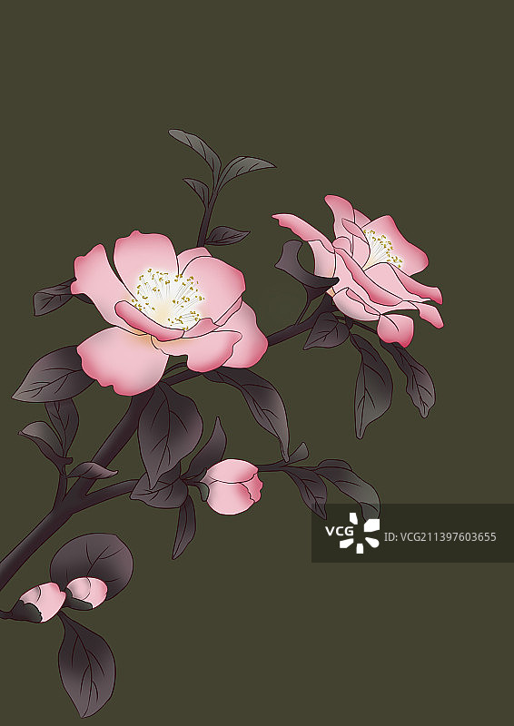 冬季山茶花唯美古风配色插画图片素材