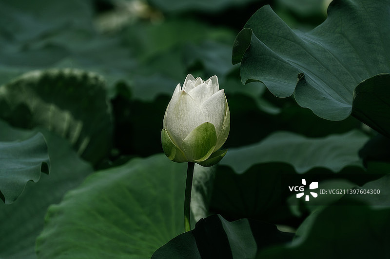 夏季植物园荷花池盛开的白莲花图片素材