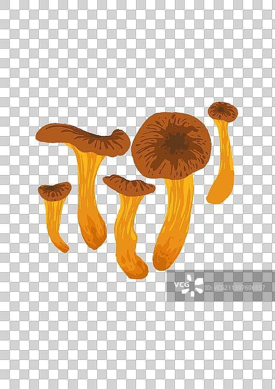 奶浆菌图片素材