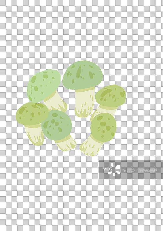 青头菌图片素材