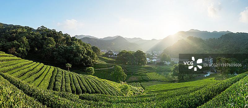 杭州龙井茶园图片素材