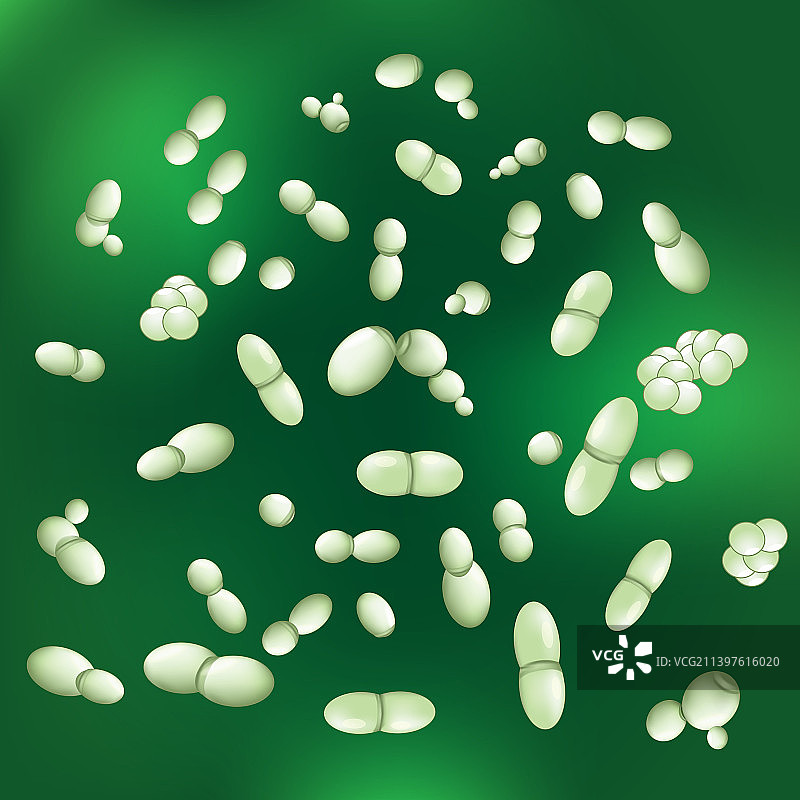 糠秕孢子菌的马拉色菌酵母图片素材