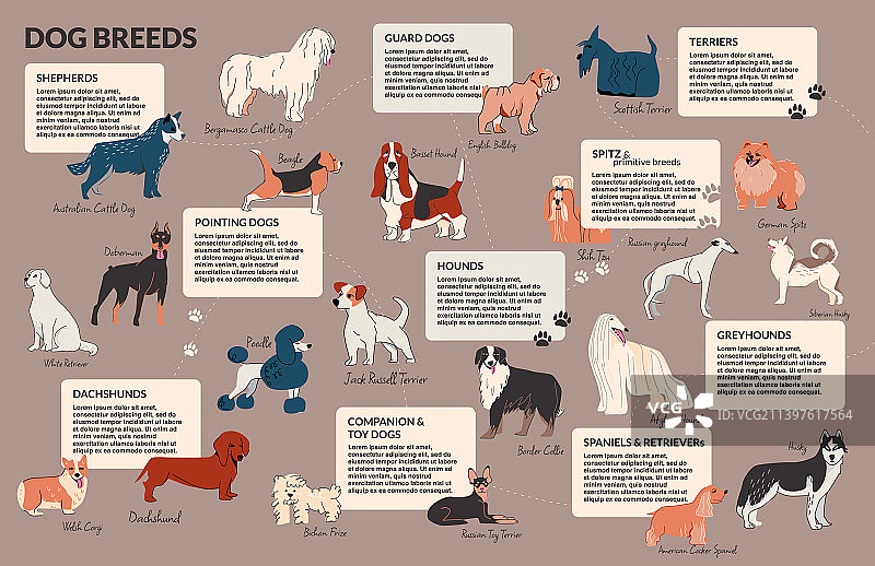 犬品种涂鸦信息图图片素材