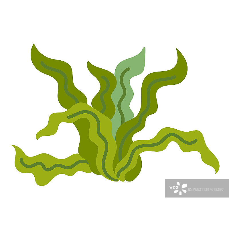 高品质扁平藻类图片素材