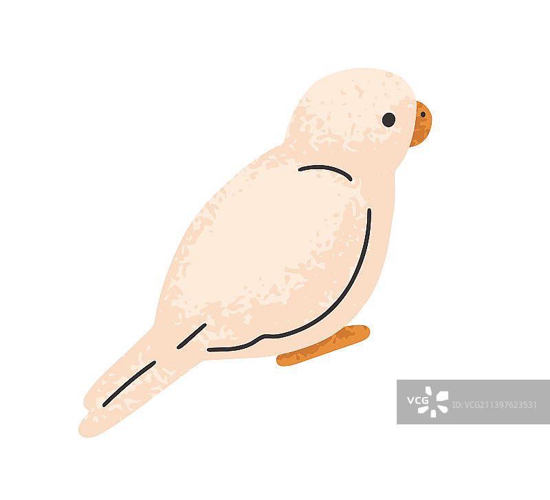 可爱的小鹦鹉图片素材