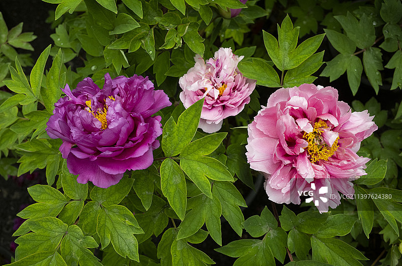 国色天香之牡丹图片素材