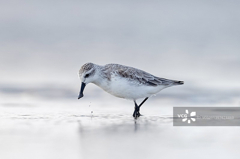 勺嘴鹬图片素材