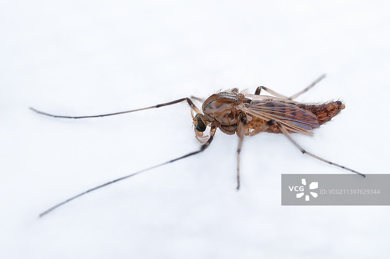 重庆乡村昆虫-长脚蚊图片素材