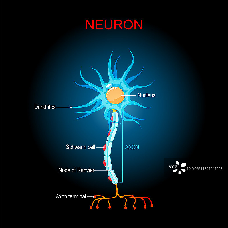 脑神经元结构生物解剖图片素材