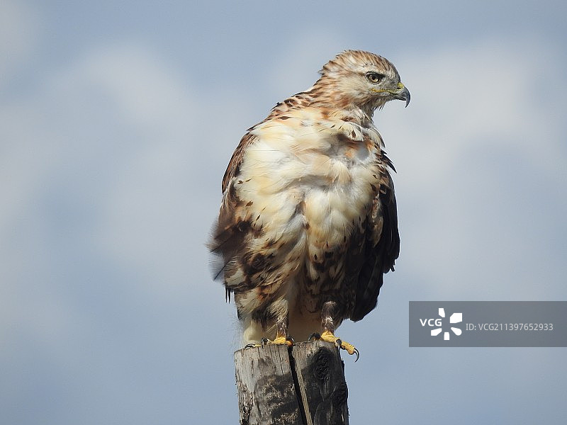 大鵟猛禽老鹰战力特写野生鸟类动物全身天空背景图片素材