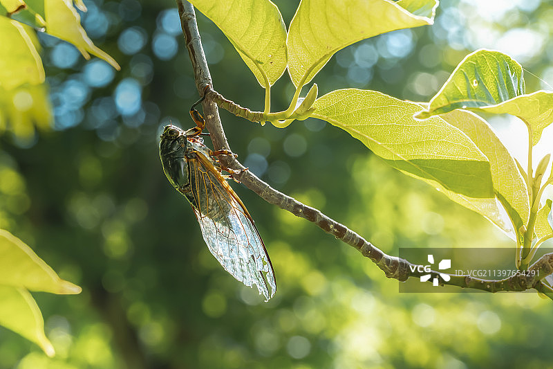 秋日蝉鸣图片素材