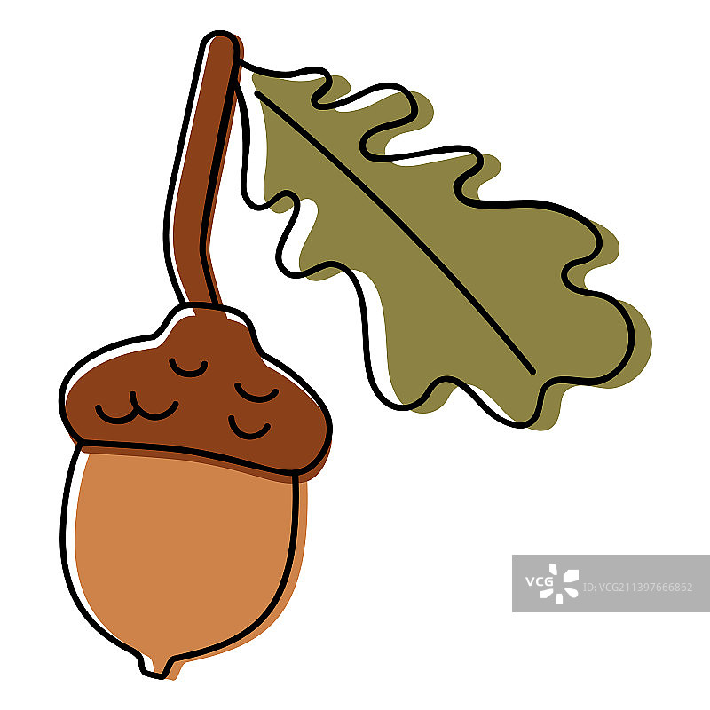 橡果种子图片素材