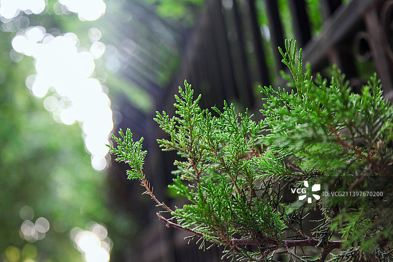 夏日青葱的侧柏图片素材