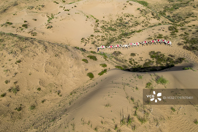 库布其沙漠大漠变绿洲一队骆驼穿行其中图片素材