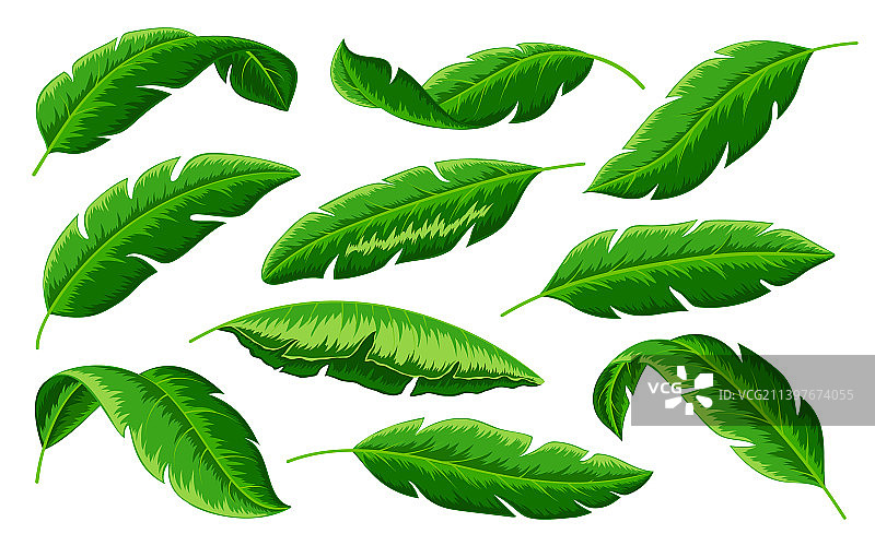 热带棕榈绿色丛林香蕉树叶合集图片素材