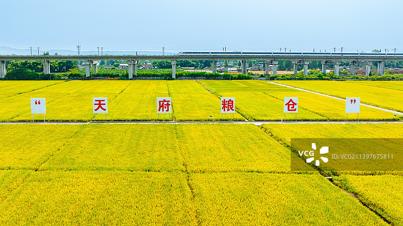 四川眉山永丰村高标准农田图片素材