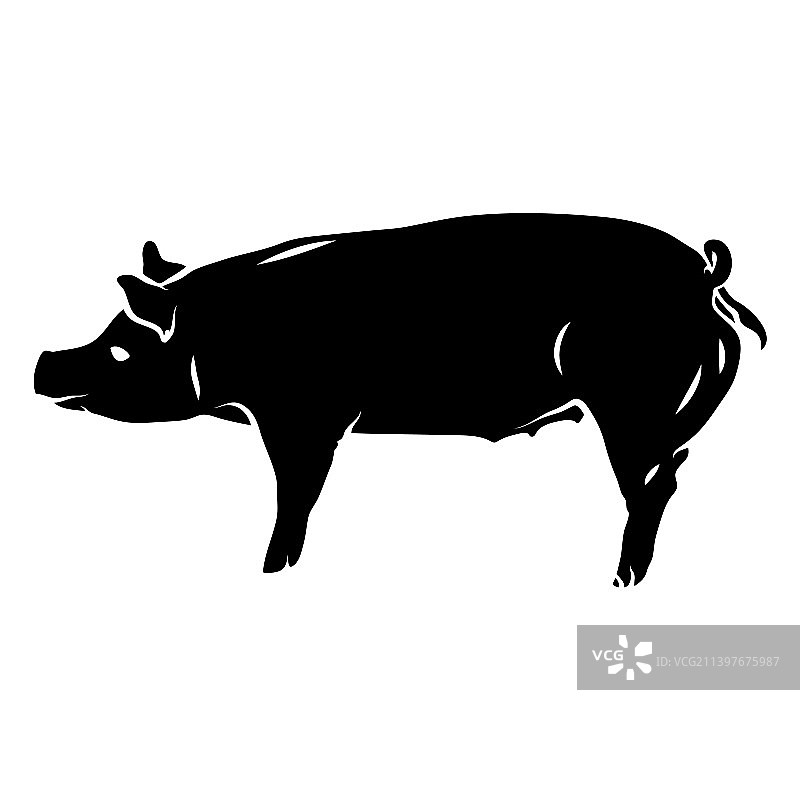 猪的轮廓剪影图片素材