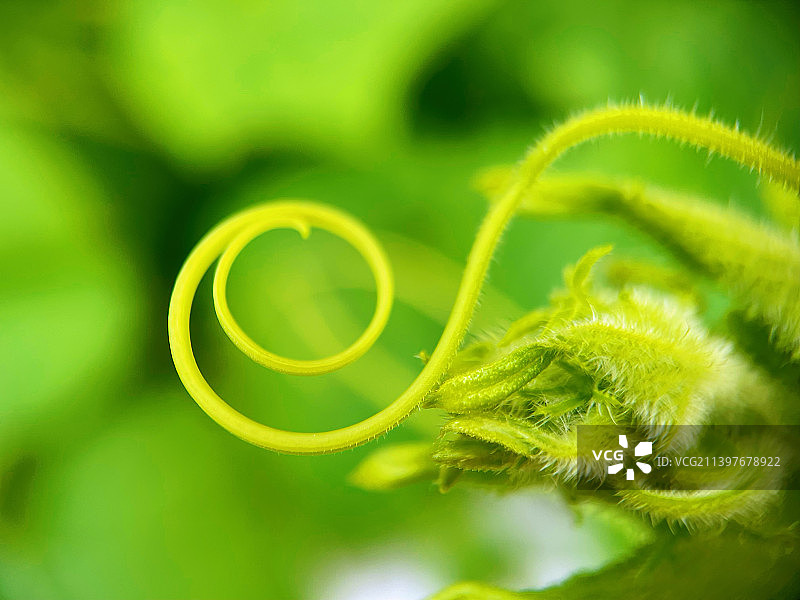 藤蔓情深意长图片素材