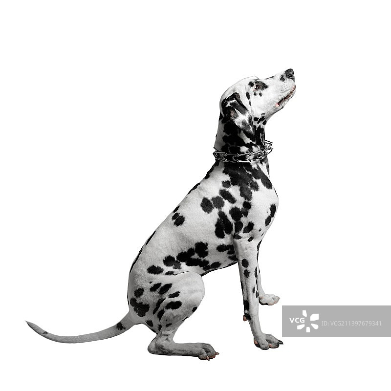 白色背景上的斑点狗特写图片素材