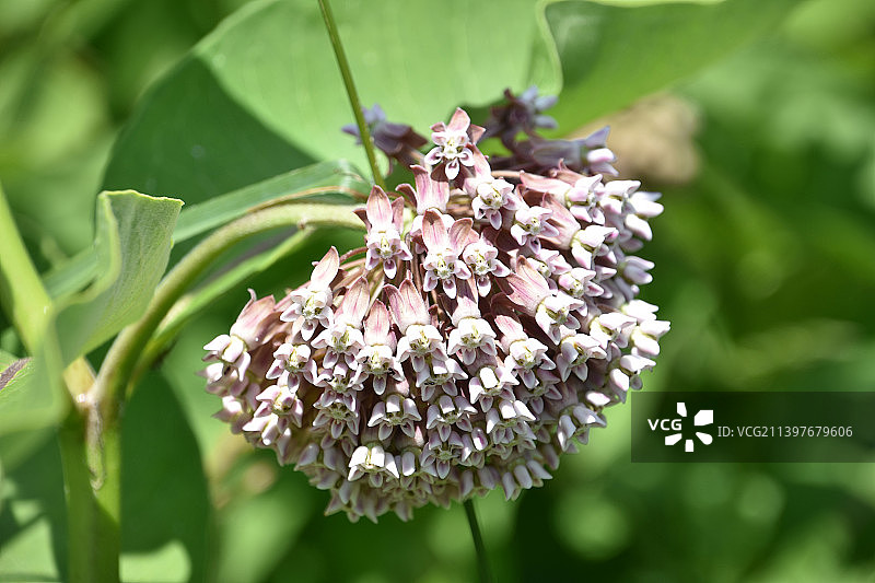 花园中盛开的马利筋花簇图片素材