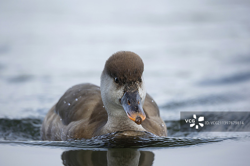 湖中游泳的白色图片素材