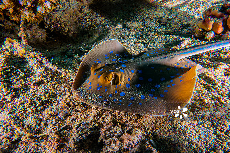 蓝点魟，在红海海底，以色列埃拉特图片素材