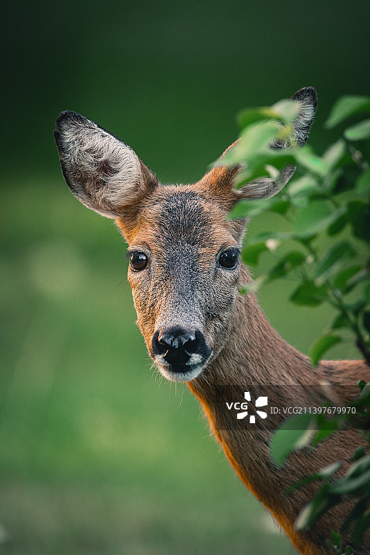 瑞典索伦蒂纳市的狍鹿特写图片素材