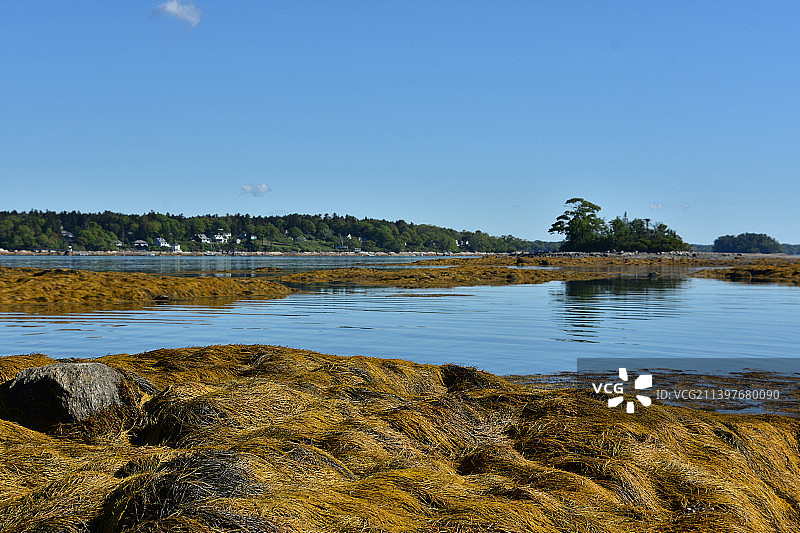 小法兰西斯前覆盖海藻的暗礁图片素材
