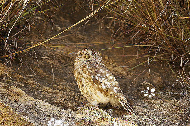 栖息在树枝上的小穴鸟特写图片素材