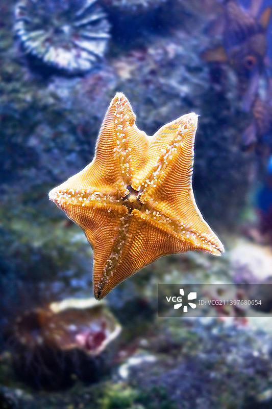 美丽的热带水族馆——水下自然概念图片素材