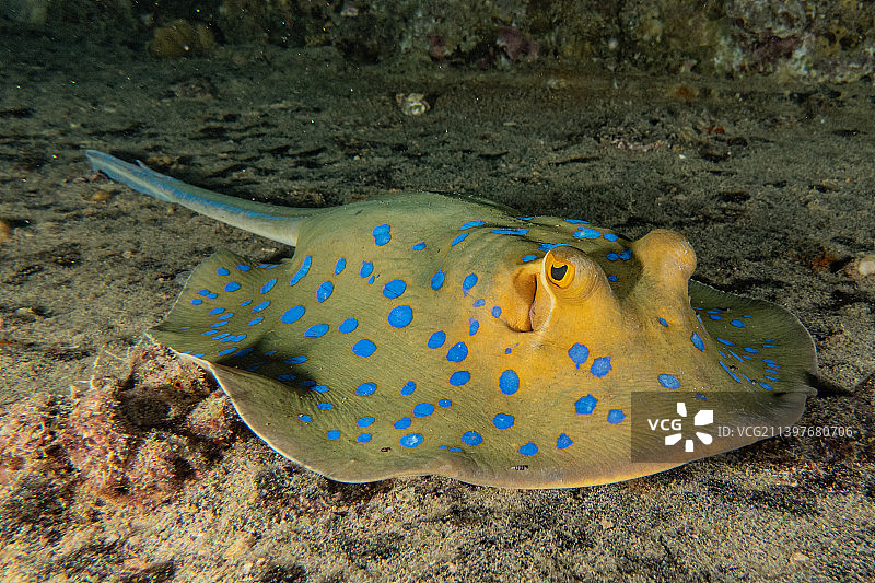 蓝点魟，在红海海底，以色列埃拉特图片素材