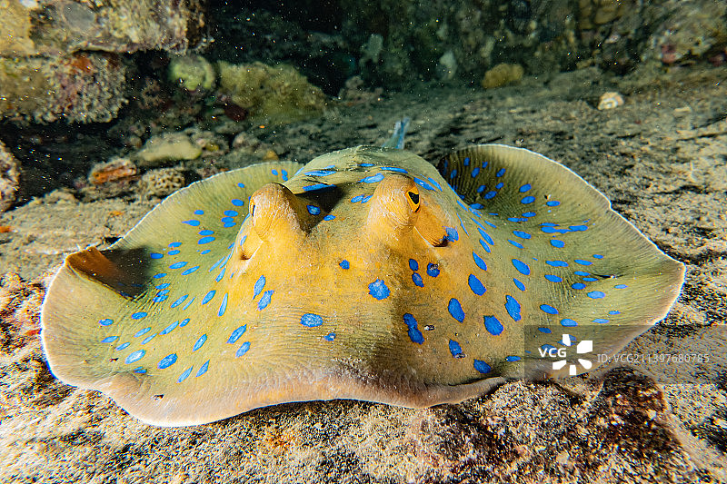 蓝点魟，在红海海底，以色列埃拉特图片素材