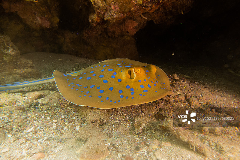蓝点魟，在红海海底，以色列埃拉特图片素材