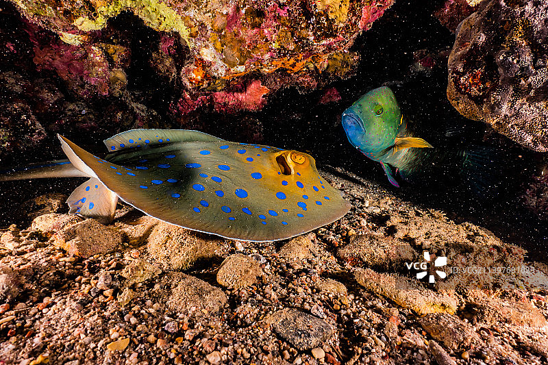 蓝点魟，在红海海底，以色列埃拉特图片素材